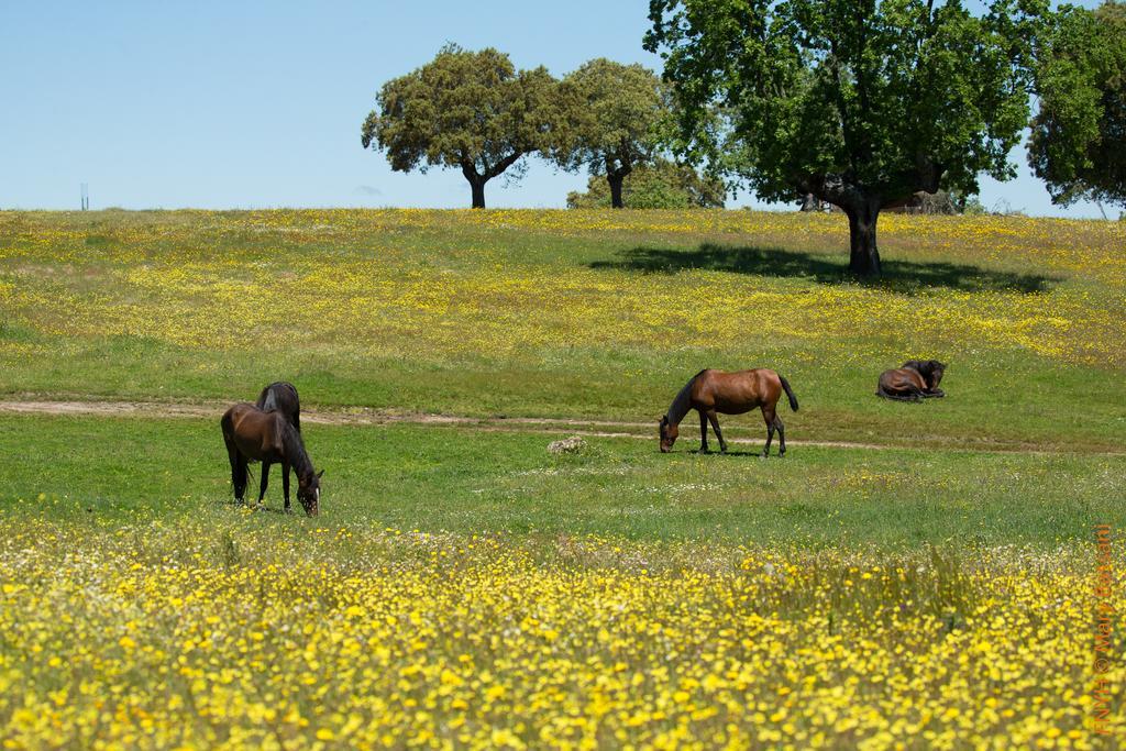 Eco-Lodge En La Reserva Privada Campanarios De Azaba - Proyecto De Conservacion Espeja Екстер'єр фото