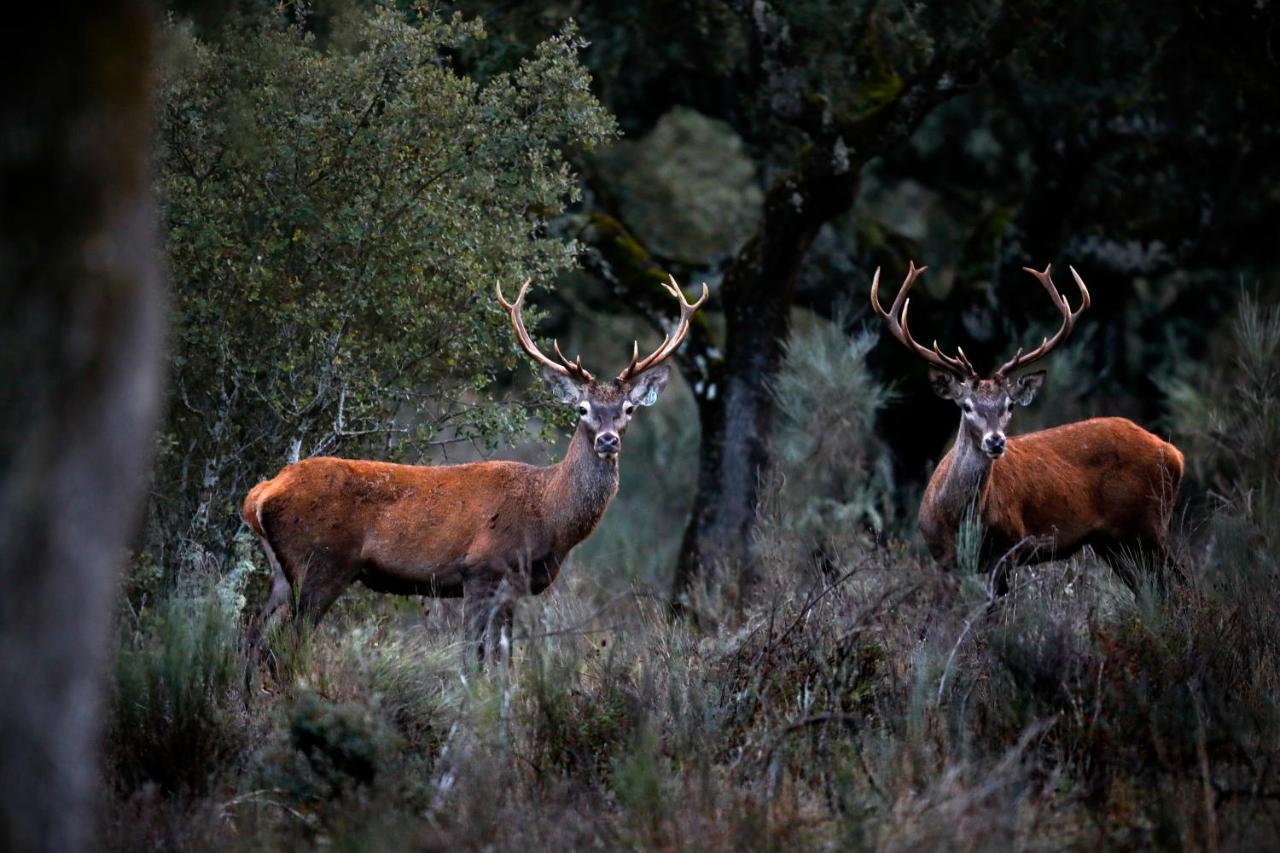 Eco-Lodge En La Reserva Privada Campanarios De Azaba - Proyecto De Conservacion Espeja Екстер'єр фото